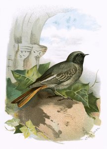 Black Redstart